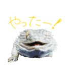 フトアゴ 部長（個別スタンプ：13）