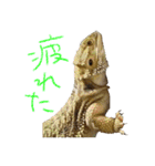 フトアゴ 部長（個別スタンプ：16）