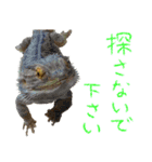 フトアゴ 部長（個別スタンプ：20）