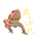 フトアゴ 部長（個別スタンプ：25）