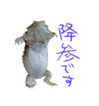 フトアゴ 部長（個別スタンプ：26）