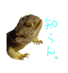 フトアゴ 部長（個別スタンプ：28）