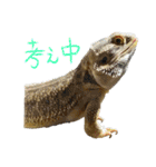 フトアゴ 部長（個別スタンプ：30）