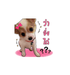 Puppy Munny（個別スタンプ：3）
