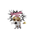 Puppy Munny（個別スタンプ：7）