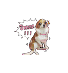 Puppy Munny（個別スタンプ：8）
