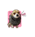 Puppy Munny（個別スタンプ：11）