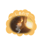 ブリスコスタンプ（個別スタンプ：6）