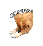 HEBOCHANS 公式スタンプ【よく使う言葉編】（個別スタンプ：19）