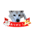 HEBOCHANS 公式スタンプ【よく使う言葉編】（個別スタンプ：37）