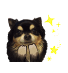 犬の武蔵くん ～second～（個別スタンプ：1）