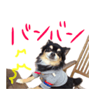 犬の武蔵くん ～second～（個別スタンプ：4）