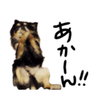 犬の武蔵くん ～second～（個別スタンプ：8）