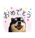 犬の武蔵くん ～second～（個別スタンプ：9）