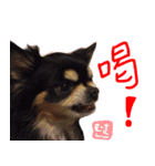 犬の武蔵くん ～second～（個別スタンプ：10）