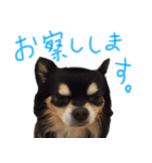 犬の武蔵くん ～second～（個別スタンプ：14）