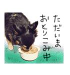 犬の武蔵くん ～second～（個別スタンプ：15）