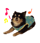 犬の武蔵くん ～second～（個別スタンプ：16）