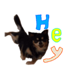 犬の武蔵くん ～second～（個別スタンプ：17）