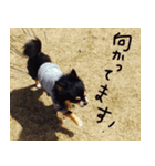 犬の武蔵くん ～second～（個別スタンプ：18）