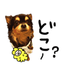 犬の武蔵くん ～second～（個別スタンプ：19）