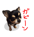 犬の武蔵くん ～second～（個別スタンプ：20）