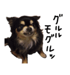 犬の武蔵くん ～second～（個別スタンプ：21）