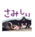 犬の武蔵くん ～second～（個別スタンプ：22）