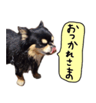 犬の武蔵くん ～second～（個別スタンプ：23）