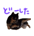 犬の武蔵くん ～second～（個別スタンプ：24）