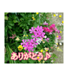 前向きな花たち（個別スタンプ：6）