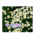 前向きな花たち（個別スタンプ：7）