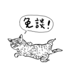 eh！cat！ Black and white illustrations 4（個別スタンプ：1）