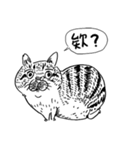 eh！cat！ Black and white illustrations 5（個別スタンプ：12）