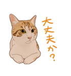 みんなの猫たち（個別スタンプ：7）