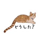 みんなの猫たち（個別スタンプ：33）