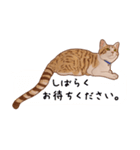 みんなの猫たち（個別スタンプ：34）