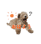 ハンサムモカの日常（個別スタンプ：16）