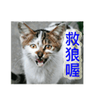 Street Cats(Taiwanese Version)（個別スタンプ：1）