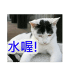 Street Cats(Taiwanese Version)（個別スタンプ：2）