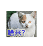 Street Cats(Taiwanese Version)（個別スタンプ：3）