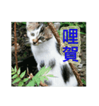 Street Cats(Taiwanese Version)（個別スタンプ：4）