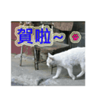 Street Cats(Taiwanese Version)（個別スタンプ：5）