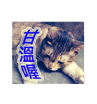 Street Cats(Taiwanese Version)（個別スタンプ：6）