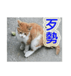 Street Cats(Taiwanese Version)（個別スタンプ：7）