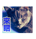 Street Cats(Taiwanese Version)（個別スタンプ：8）