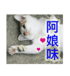 Street Cats(Taiwanese Version)（個別スタンプ：9）