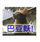 Street Cats(Taiwanese Version)（個別スタンプ：10）