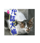 Street Cats(Taiwanese Version)（個別スタンプ：11）