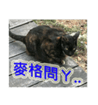 Street Cats(Taiwanese Version)（個別スタンプ：12）